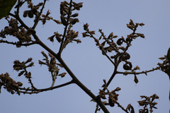 Spatholobus parviflorus